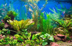 Lush planted freshwater aquarium with rocks and greenery