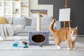 Cat supplies — cat tree, feeding station and toys with a ginger tabby
