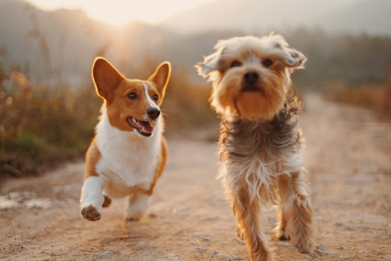 Happy dogs outdoors — friendly pet community