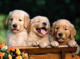 Three golden retriever puppies in a wooden crate outdoors