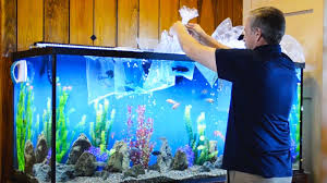 Person maintaining a home aquarium with fish acclimation bags