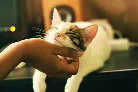 Calico cat being gently stroked under the chin
