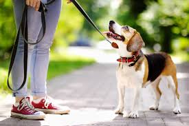 Dog on a leash being walked outdoors